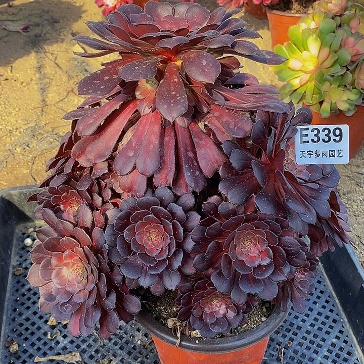 黑铜中班多肉植物339