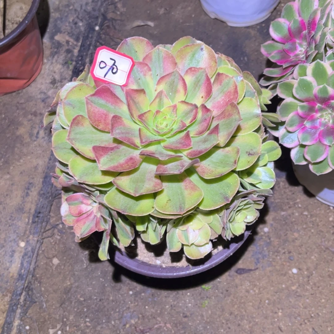 070多肉植物雨荷法师