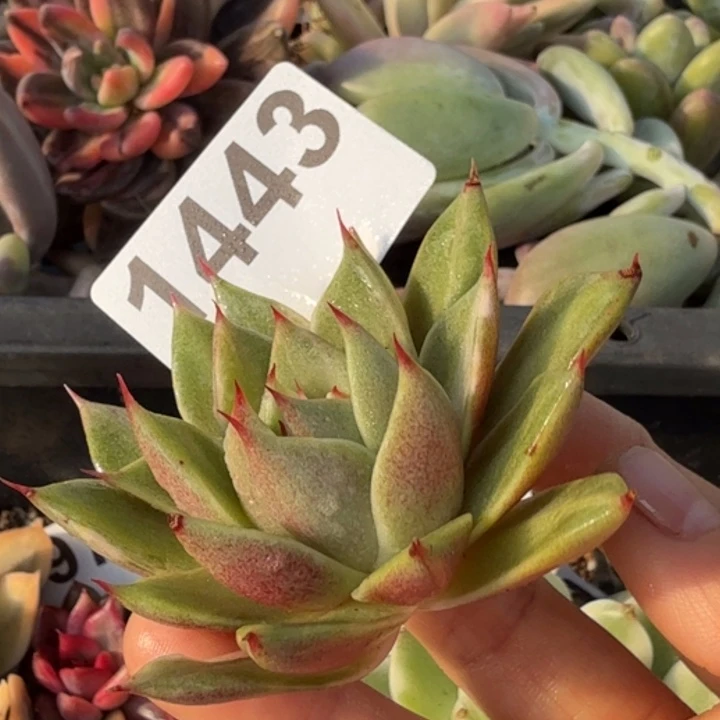 头盖无根多肉植物满18包邮当场凑单不满单隔天发顺丰到付