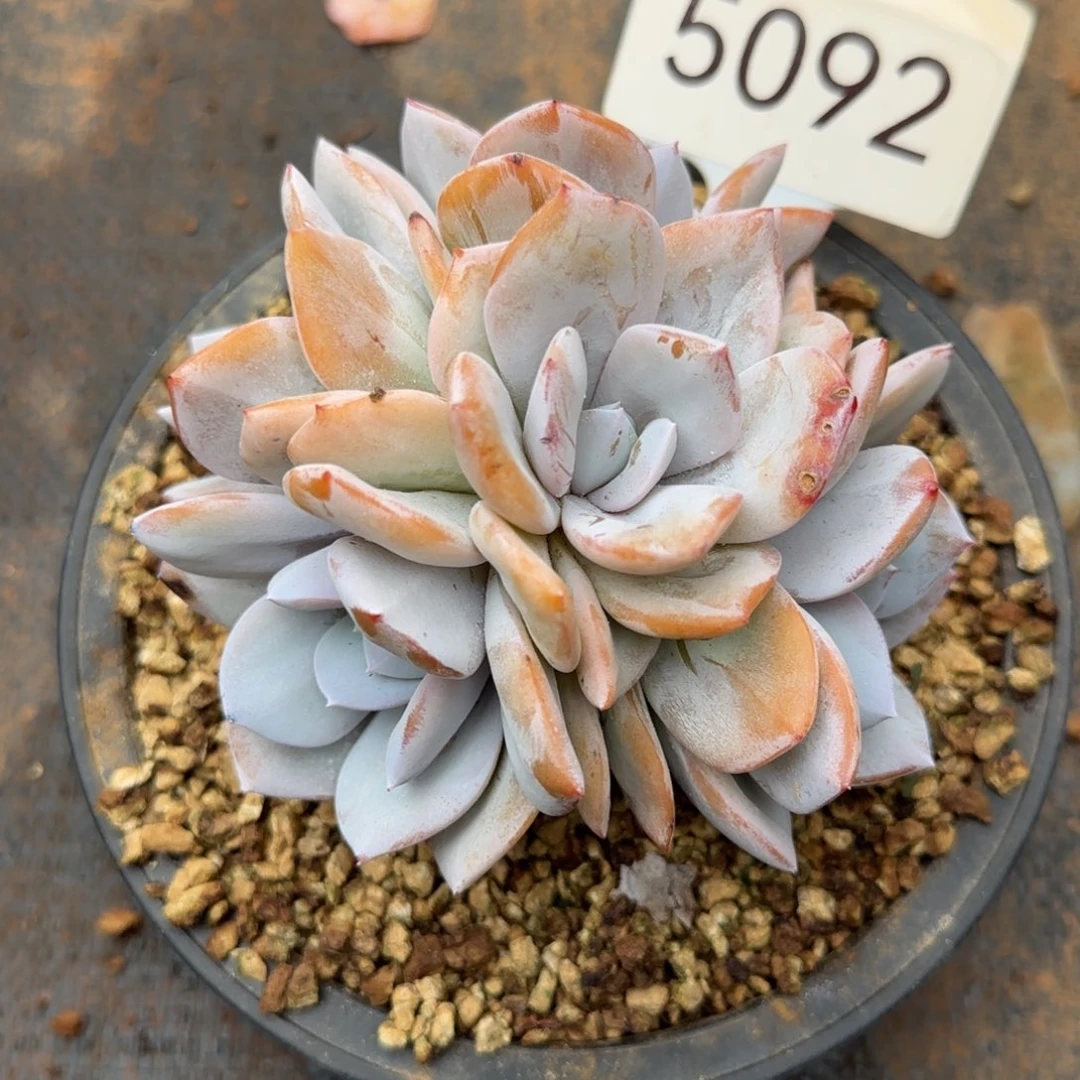 简***单5092。       奶茶五头