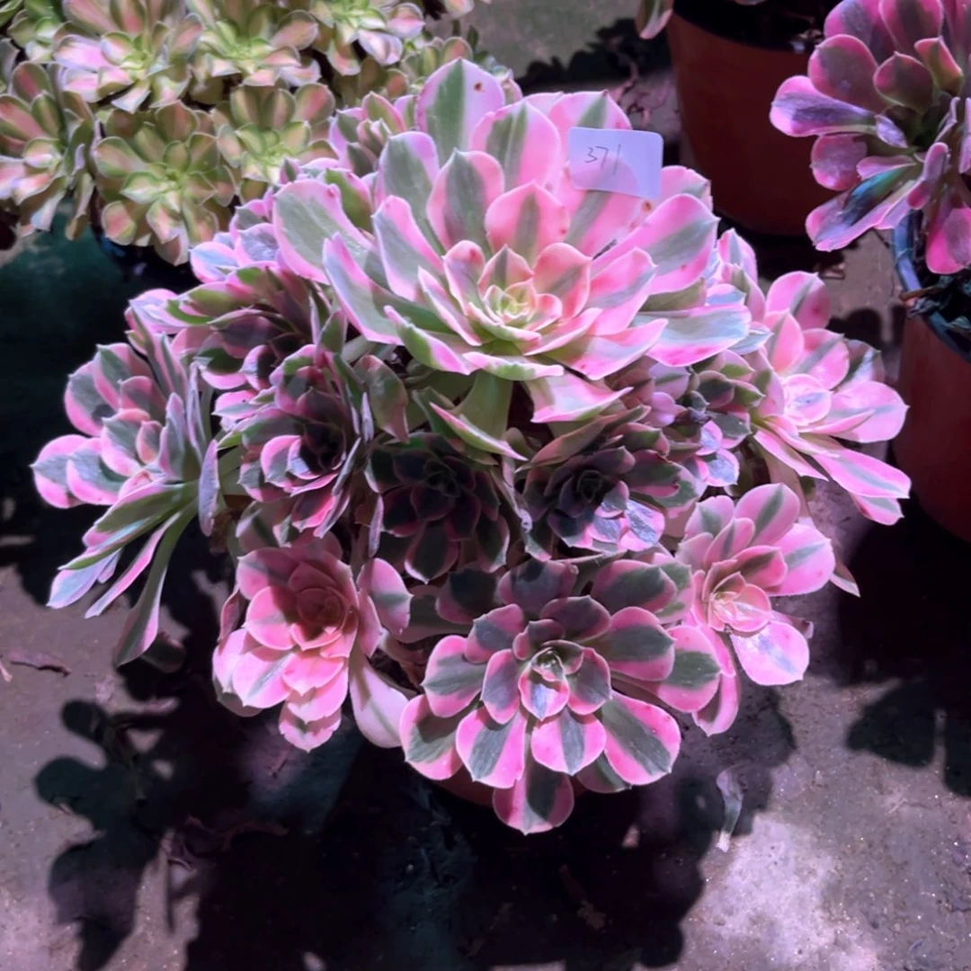 多肉植物女巫00371