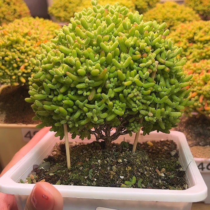 无花朵502蜜桔糖球