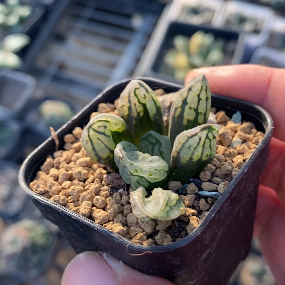 2309 一颗裹杂 高货 超级福利