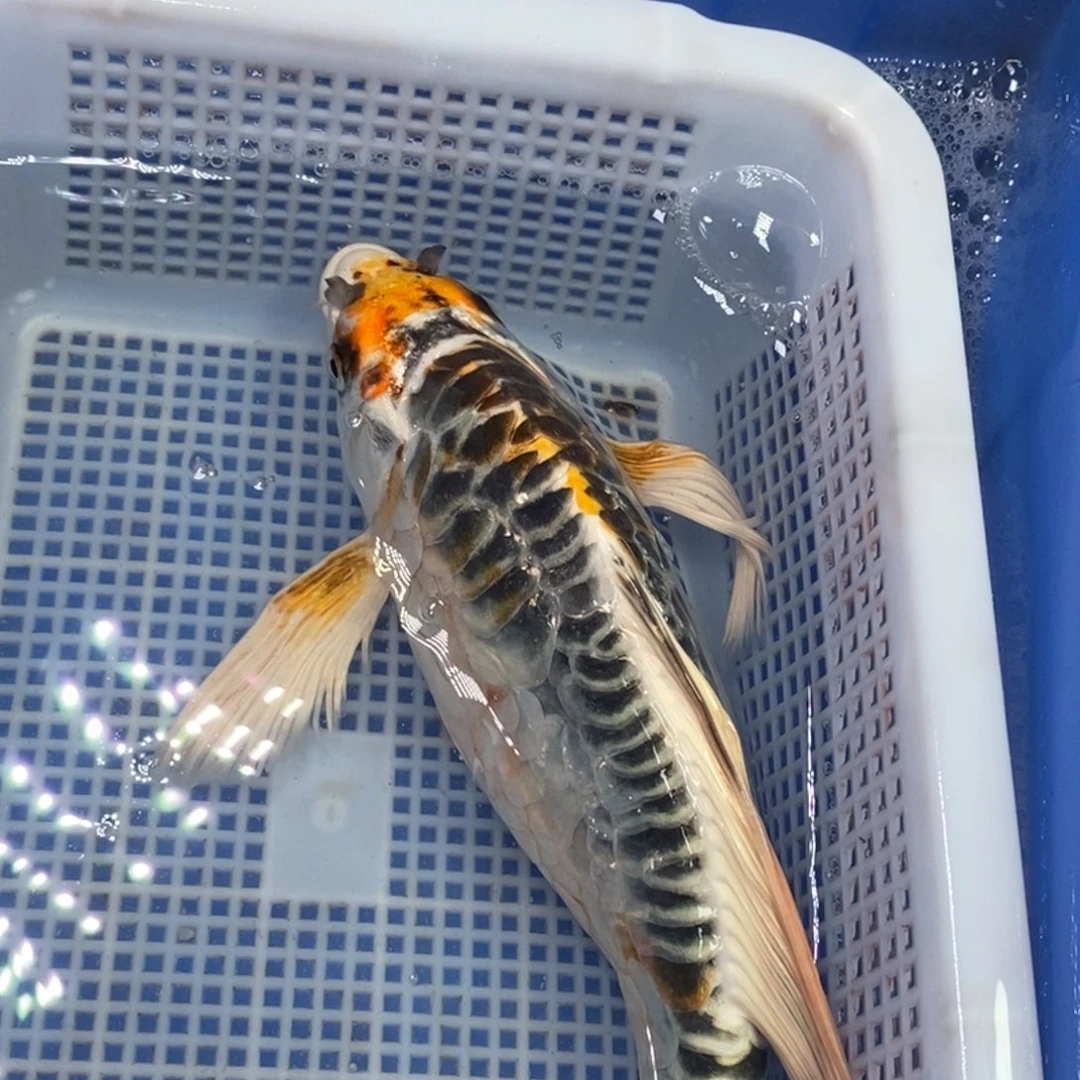 锦鲤冷水锦鲤包邮