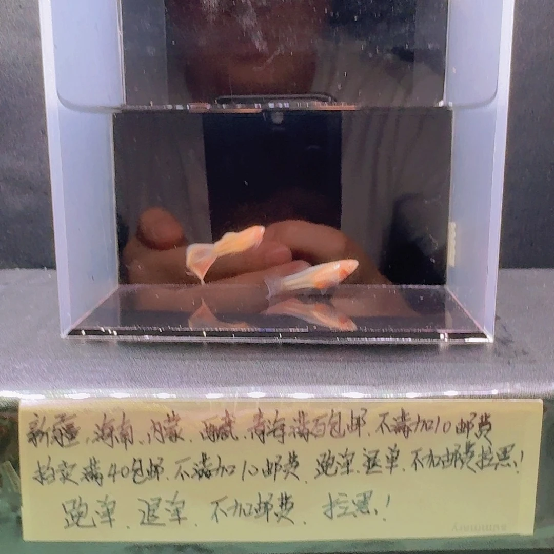 孔雀鱼金粉孔雀舞一对