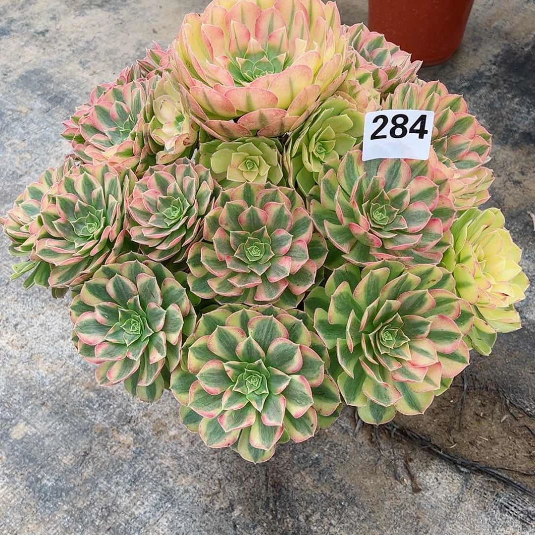无花朵孔**k多肉植物雨何284