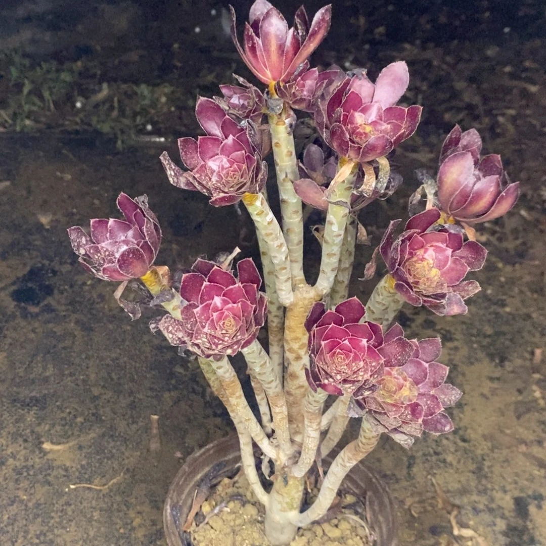 黑法多肉植物045