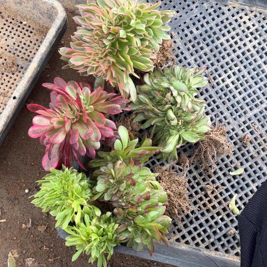 5棵缀化，法师多肉。