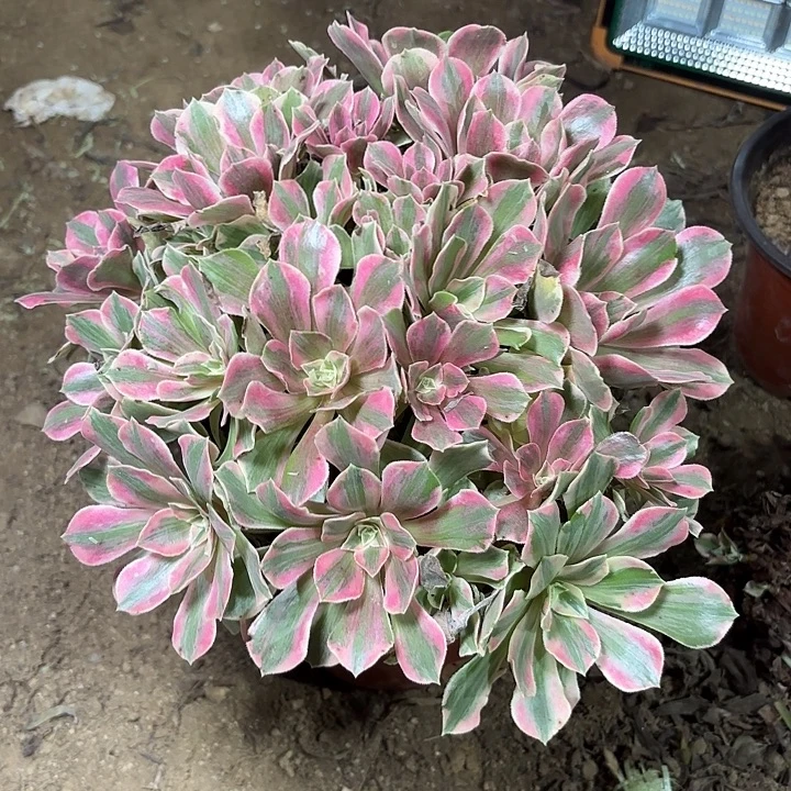 多肉植物法师女妖25