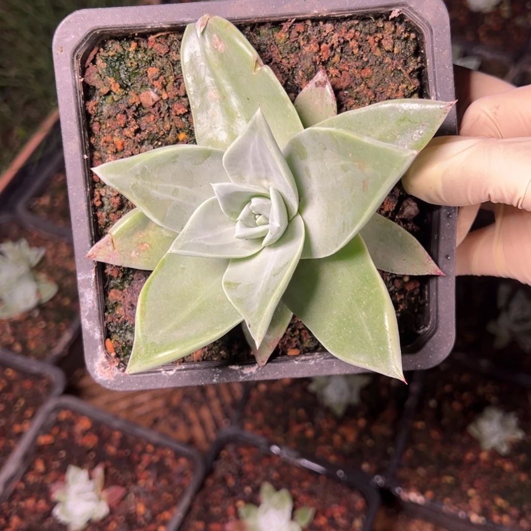 月*3874哈哈哈哈哈哈哈