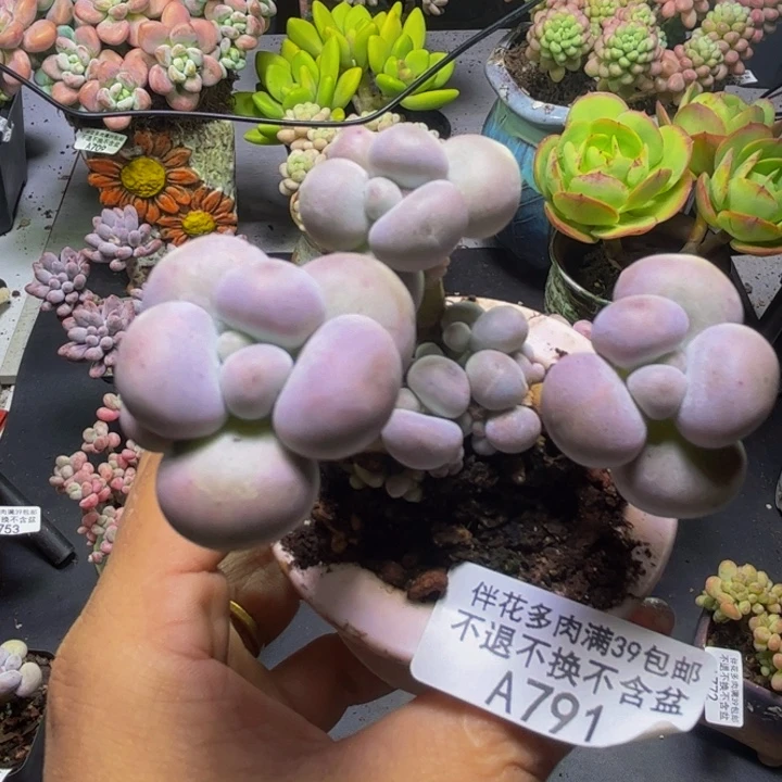 芭比奶酪791/8cm的人