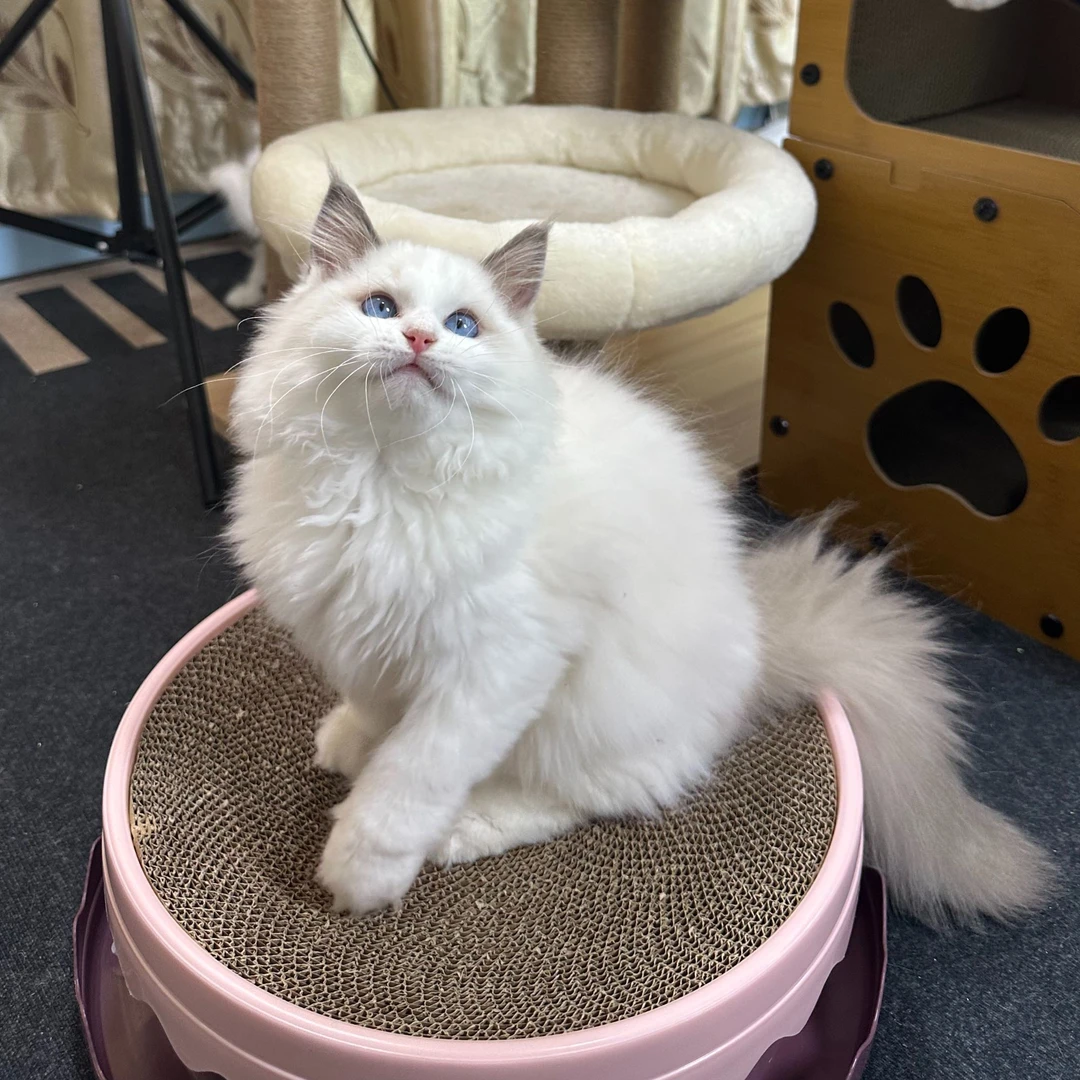猫狗双全名宠专卖