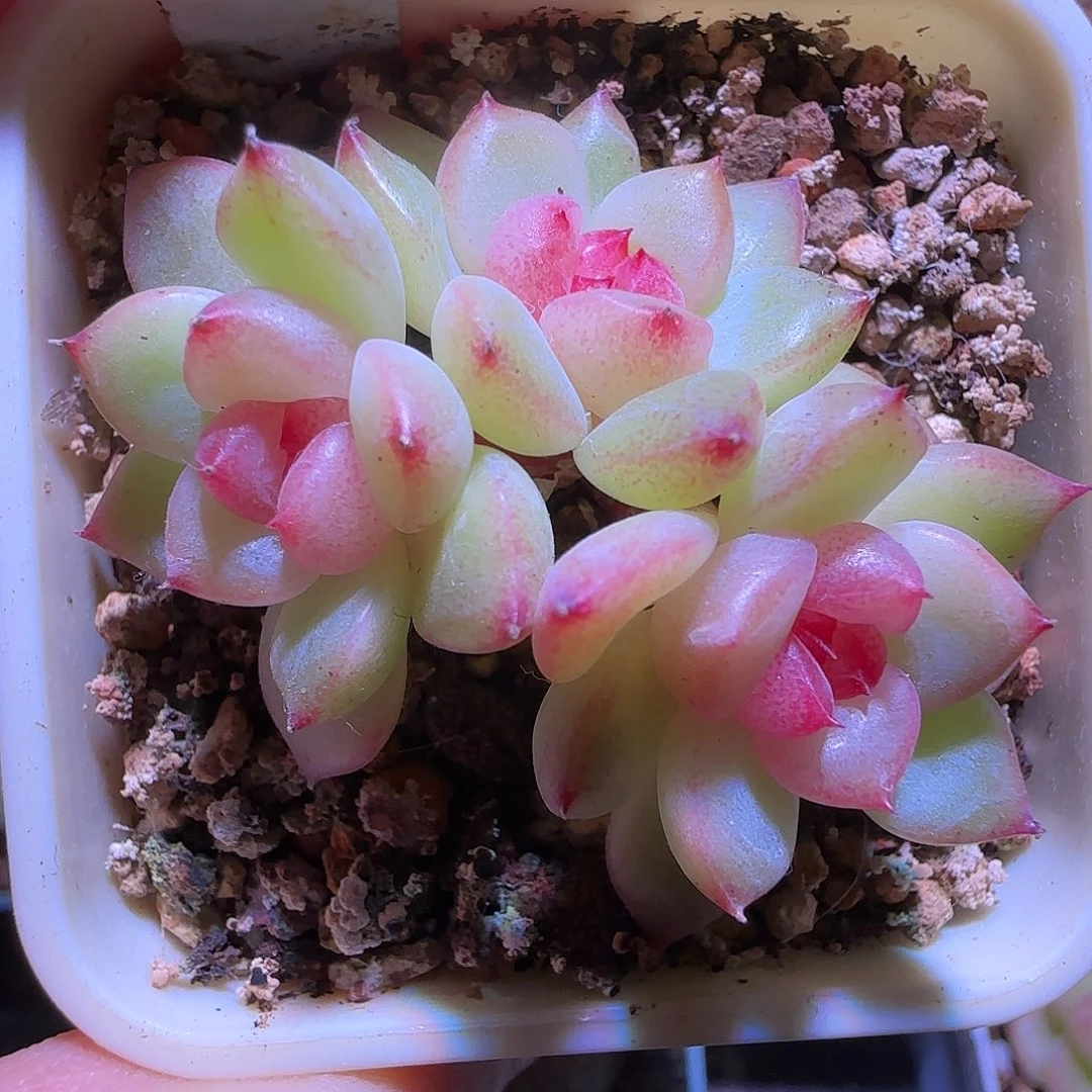 24-48福利甜心1705三头