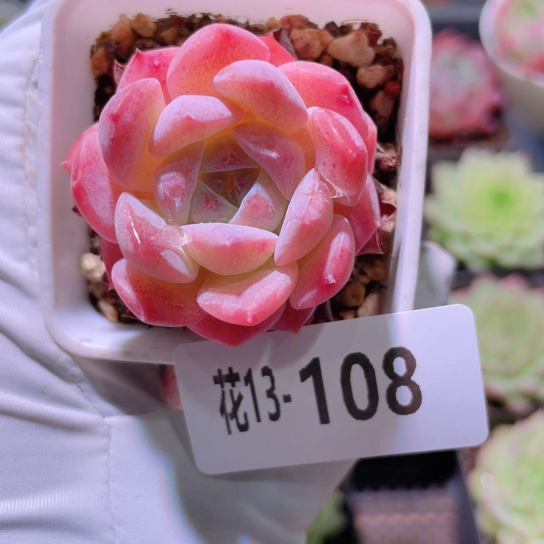 花利美13-108春园