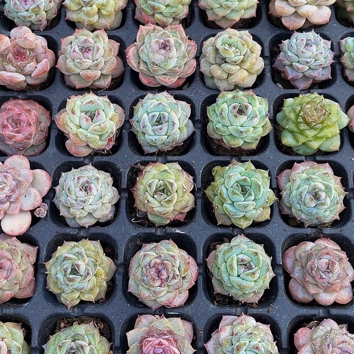 小冰葡萄1元带土发货