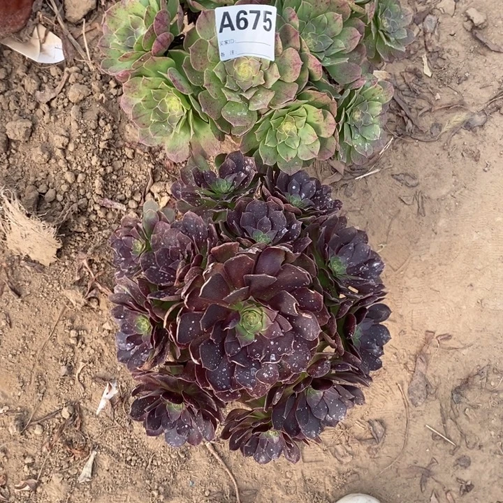 完全开放675组合套餐多肉植物