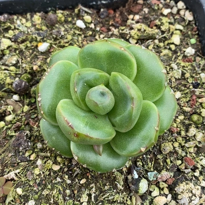 D566- 直播福利 皮爱拉珍妮