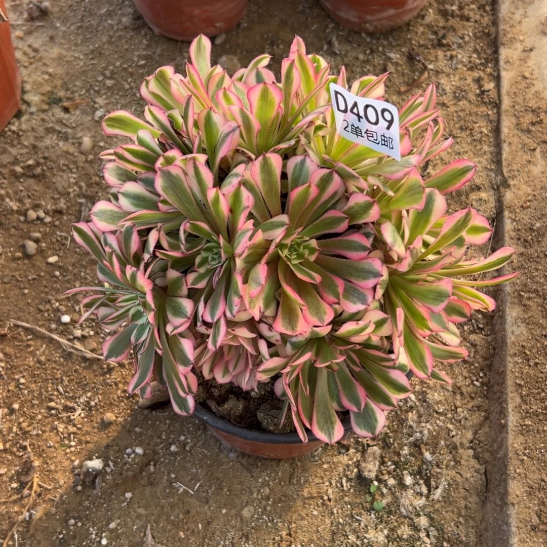 409多肉  铜壶超白不包断头