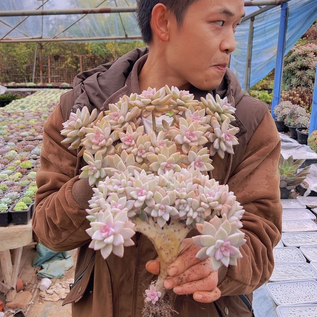 淡雪缀化一个，淡雪分化一个