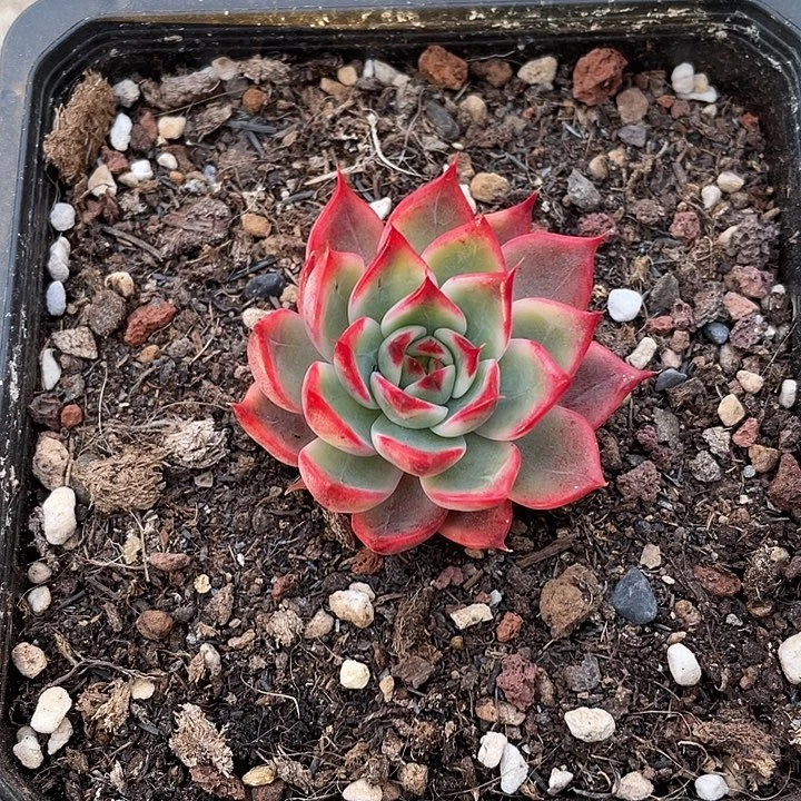 桃花锦一物一拍锦龙