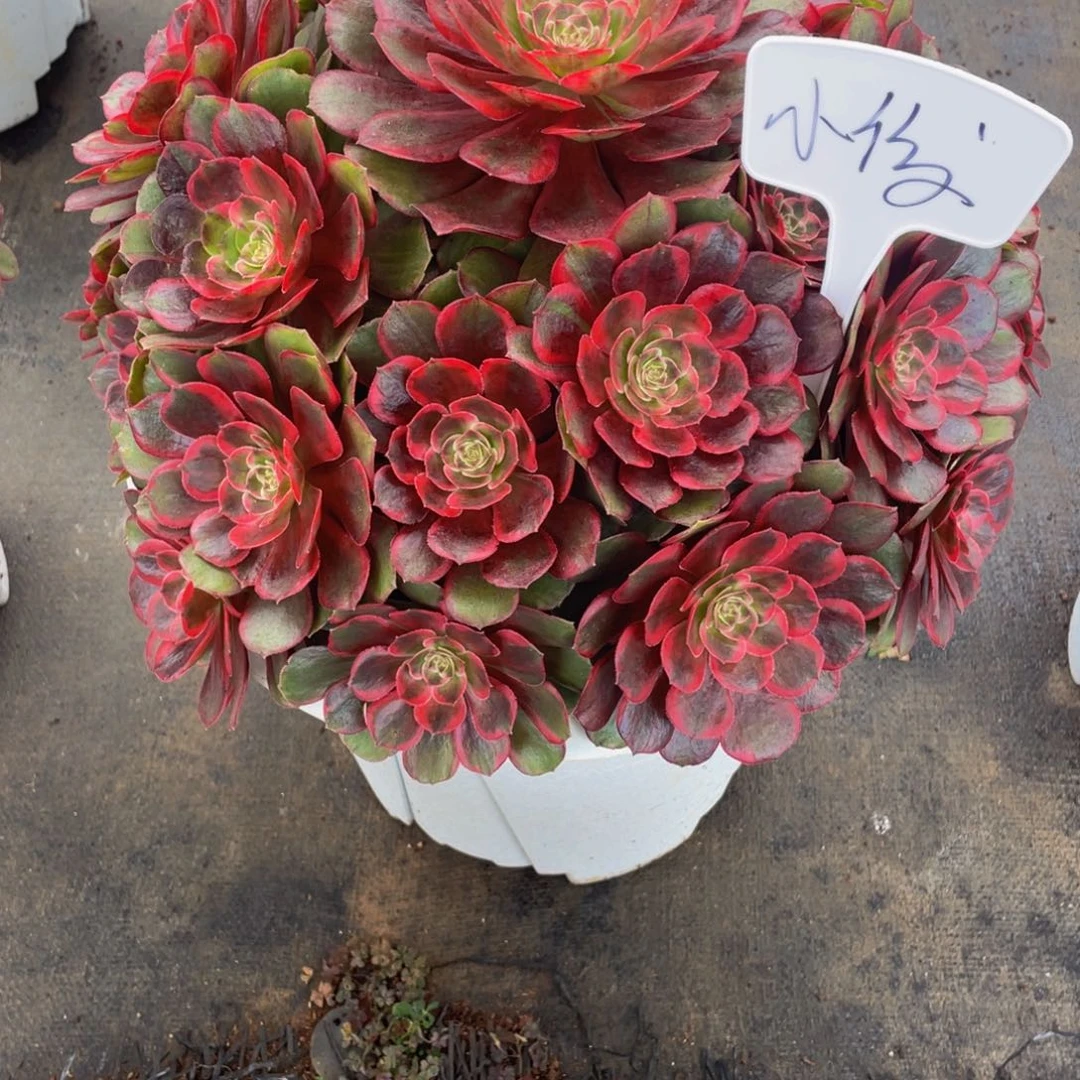 @***俊【通用】万圣节系列群生多肉植物万老桩大手捧精品多肉