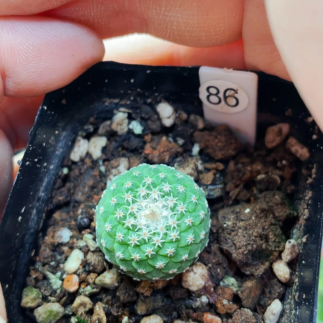 菊水2m 非偏远地区满25包邮仙人球裸根