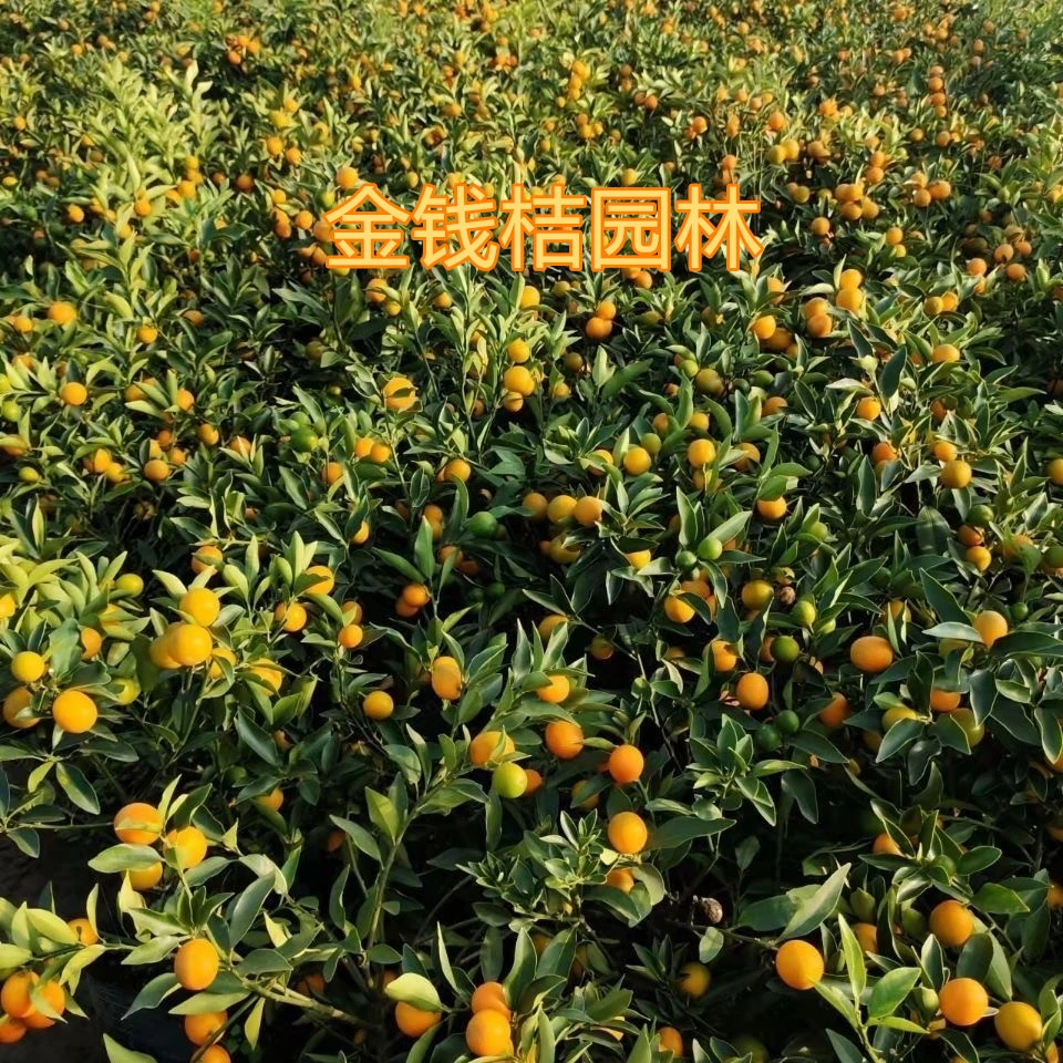 【金钱桔】盆栽脆皮金橘树苗四季蜜糖小金橘室内招财植物基地直发