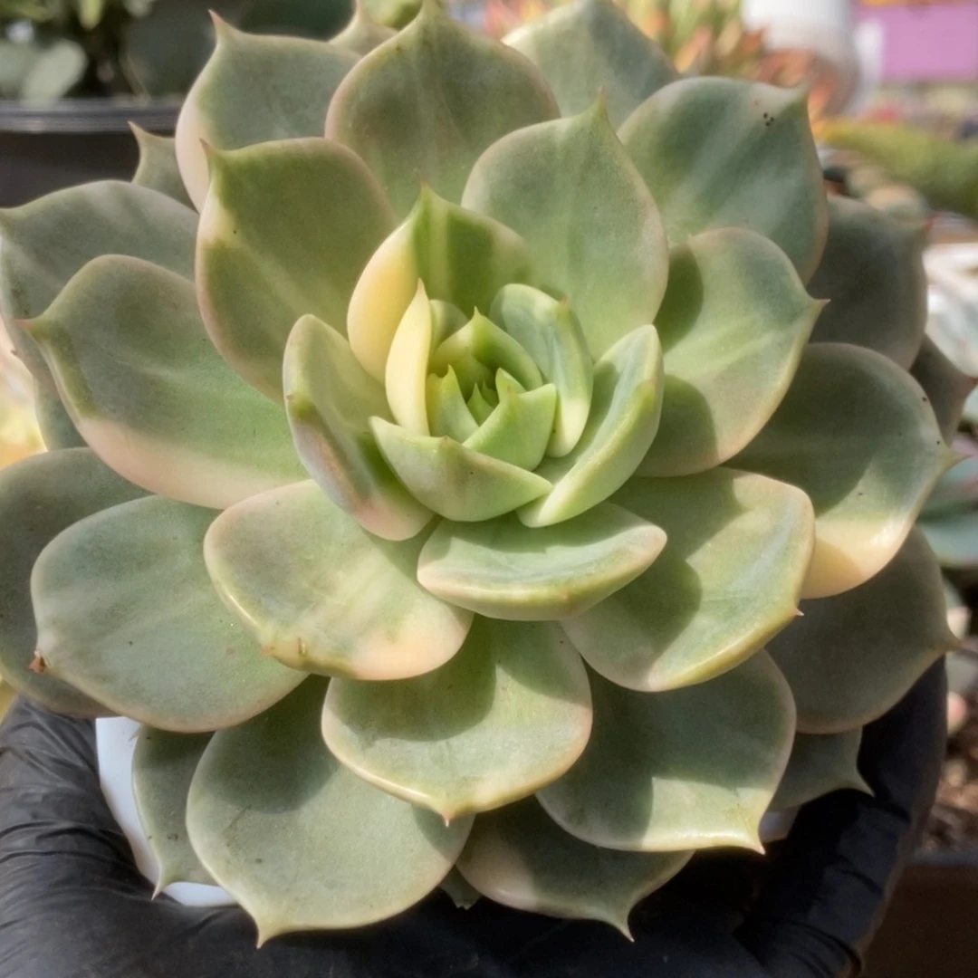 243贝加尔湖锦锦锦锦锦锦