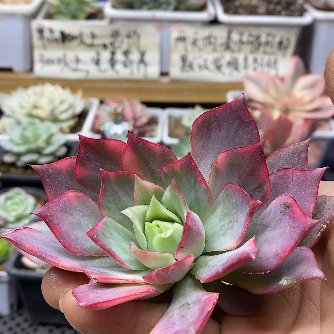 09161 红莲覆轮锦头盖