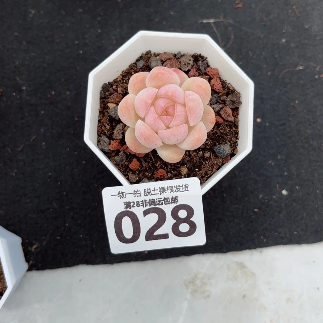 白桃汽水无盆土发货