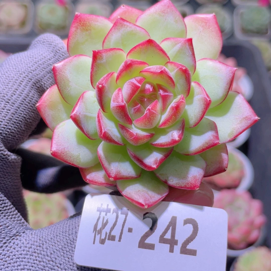 花利美27-242女王玫瑰