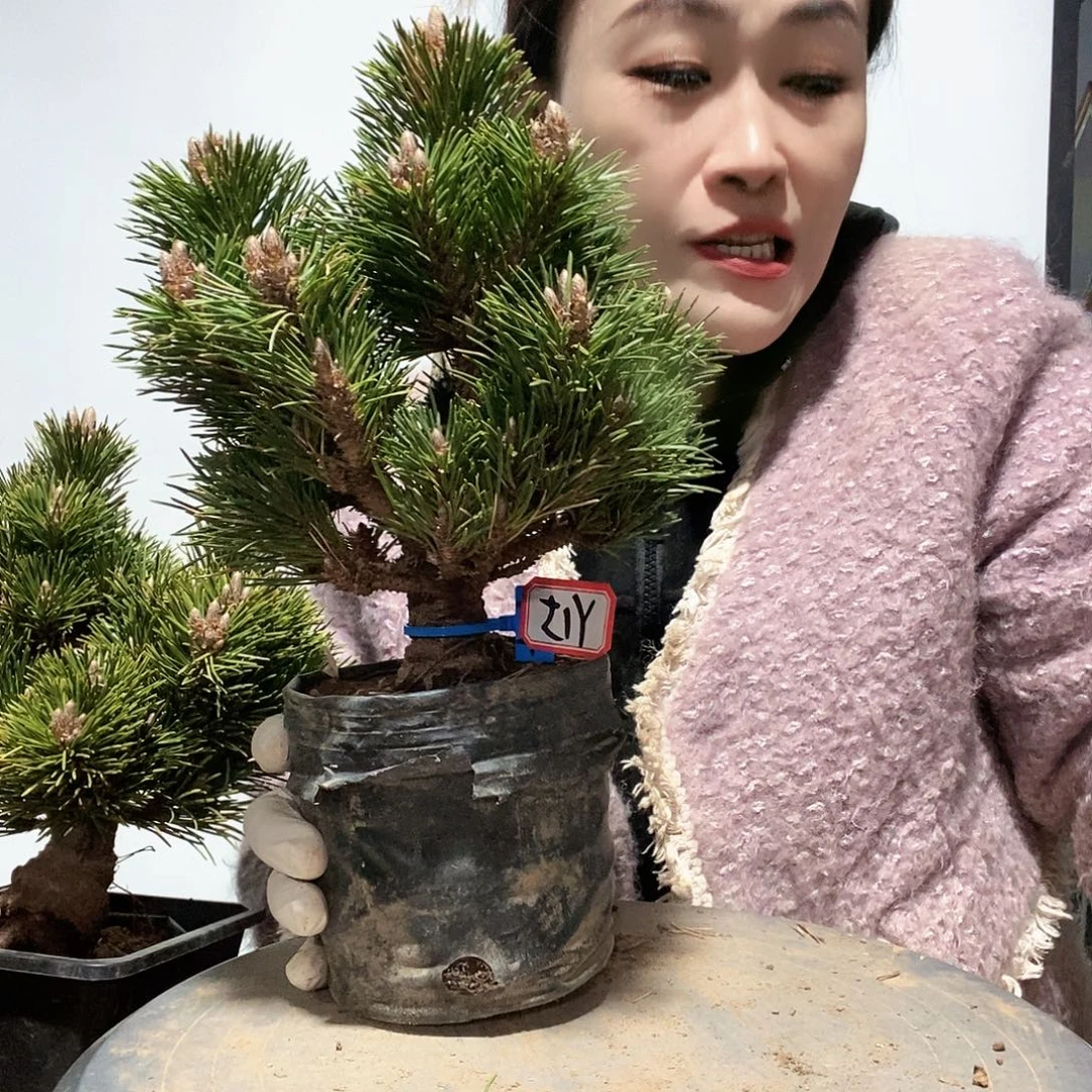 无花朵植物形态多年生草本