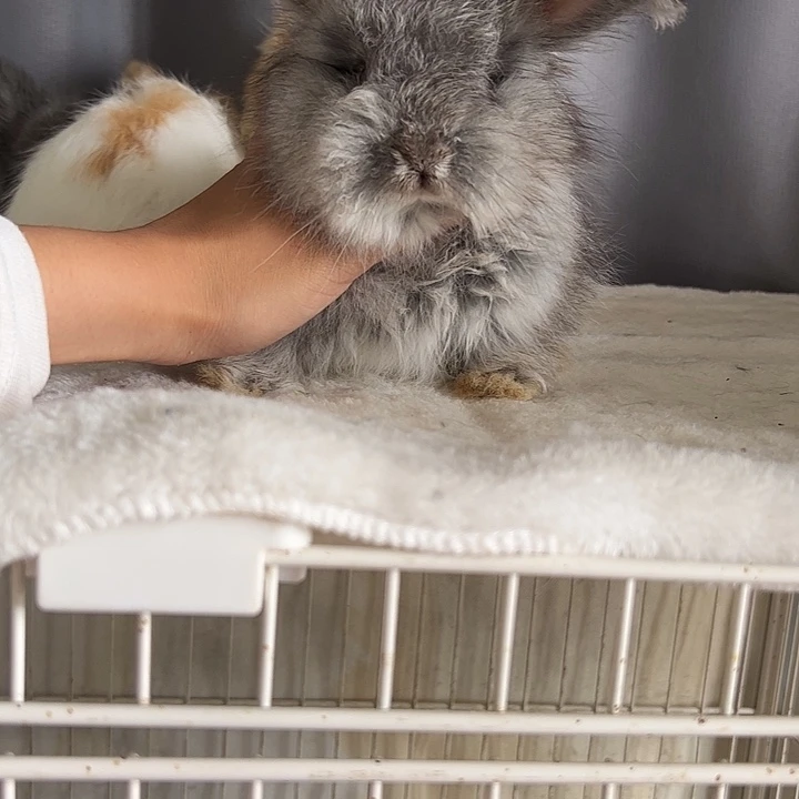 星黛露安拉兔弟弟88安****?