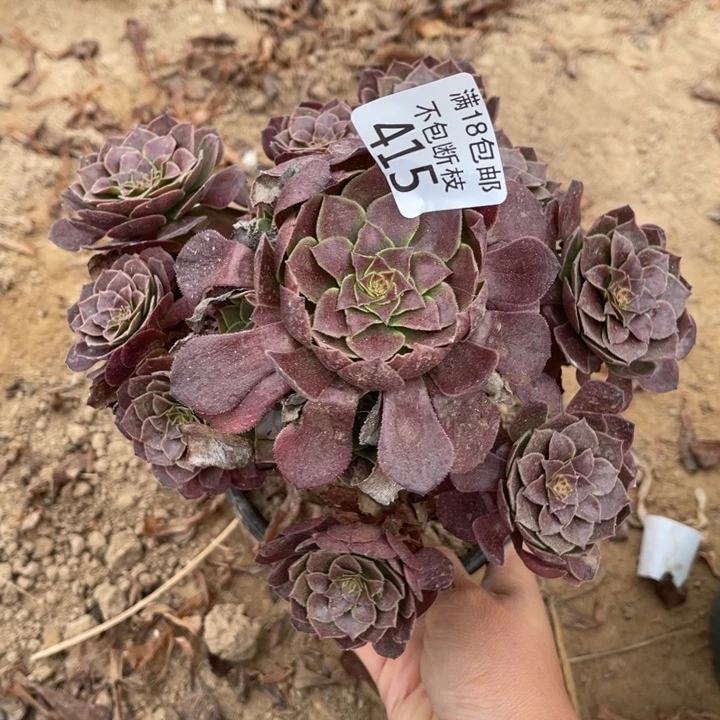 415杂交万圣铜1北