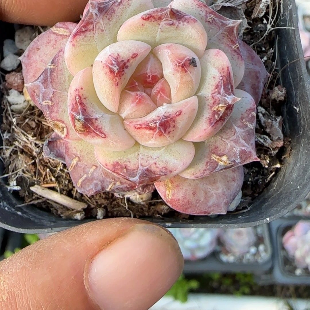 小卡拉米糖心一物一拍