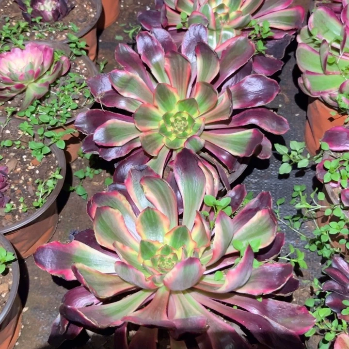 红魔女量拍多肉植物