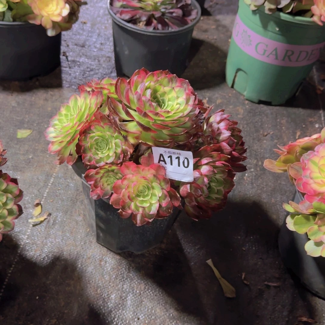 燕*精品多肉植物110