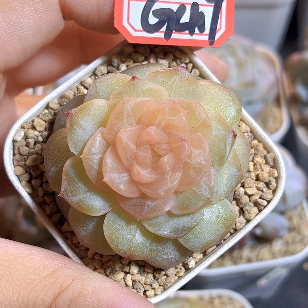 G417 甜心X37多肉