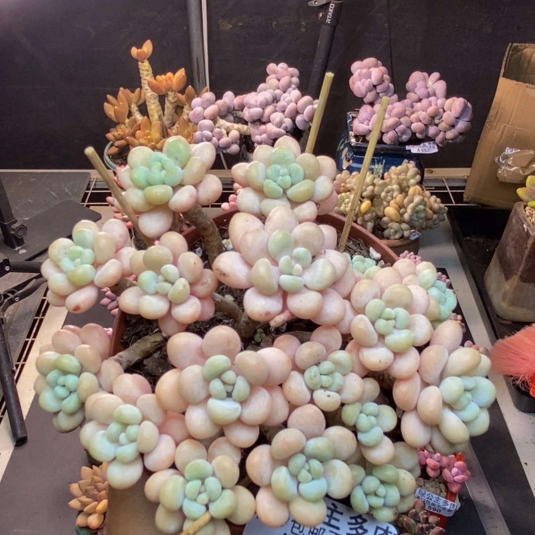 606洛可可多肉10c m