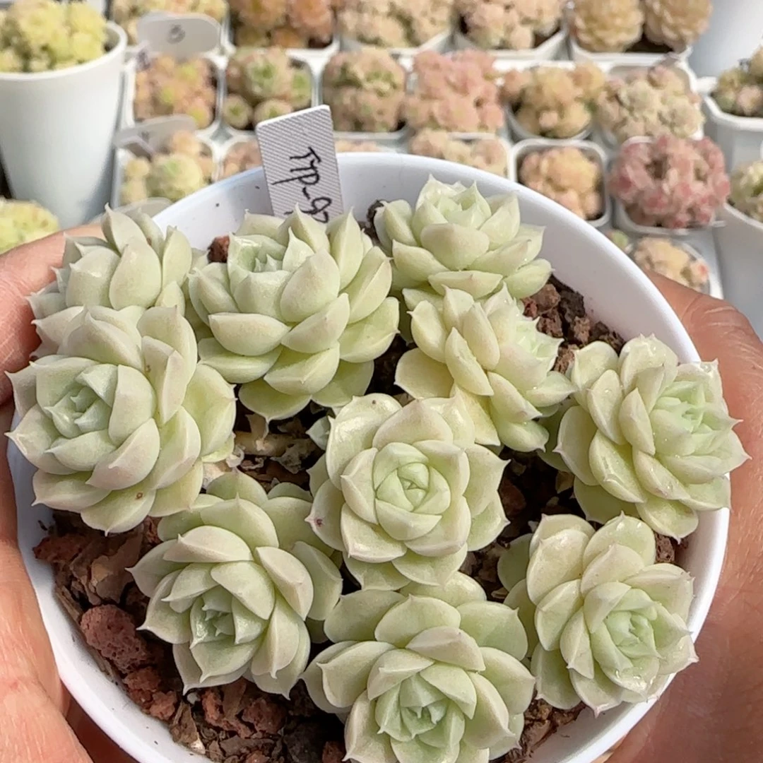 【闪购商品】0220-118（ttp-93）