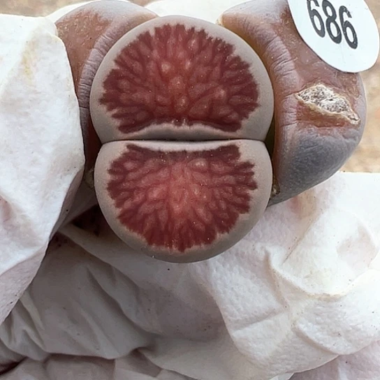 686.红窗菊111111