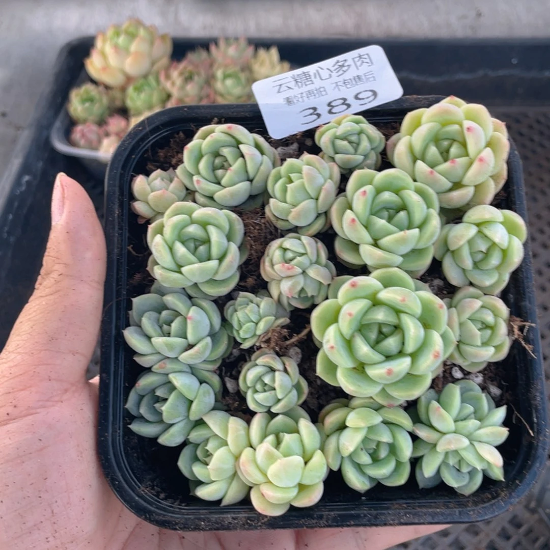 云糖心多肉植物389