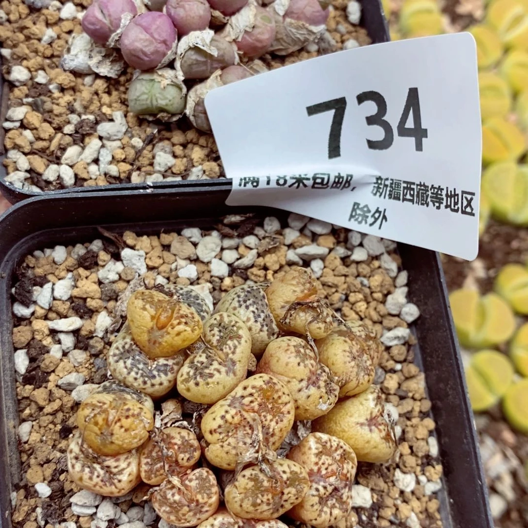 麦***腰我的小姐姐们都是734