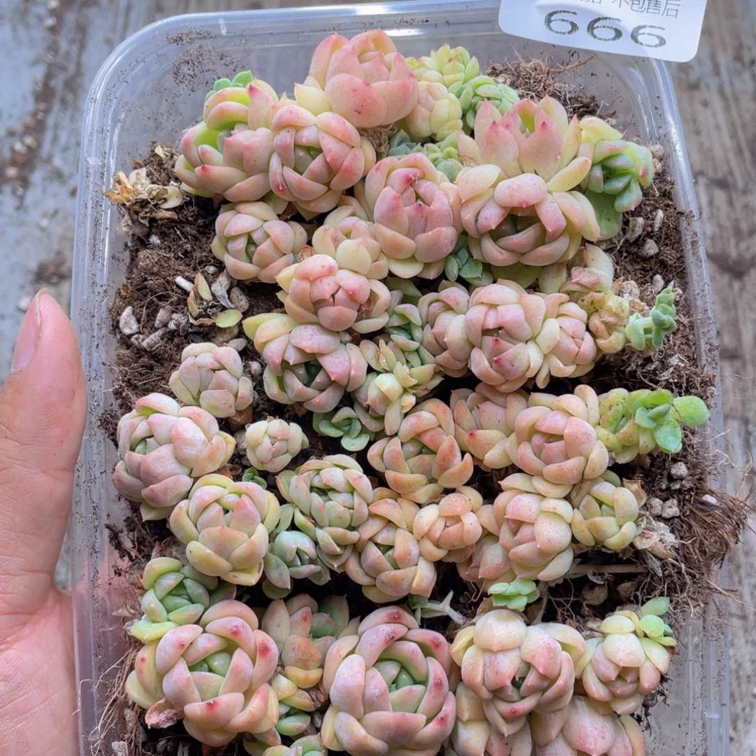 云糖心多肉植物666