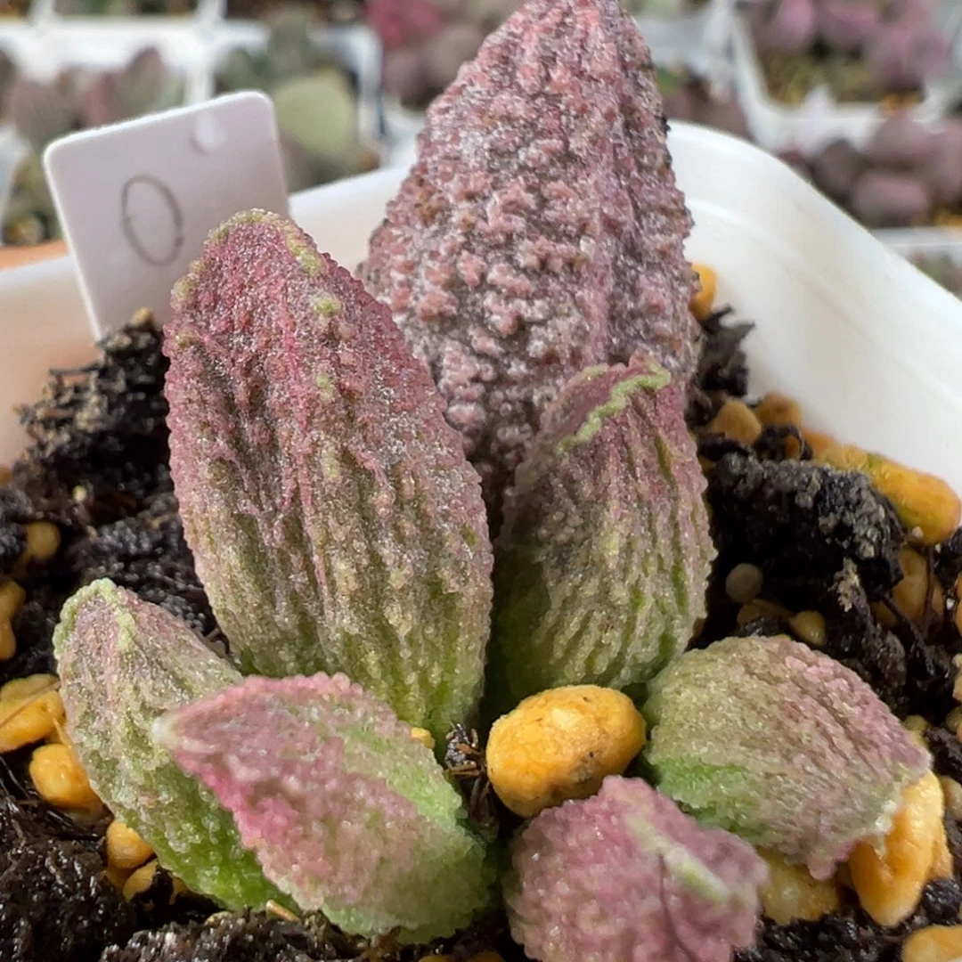 w纹路款实生新品多肉植物