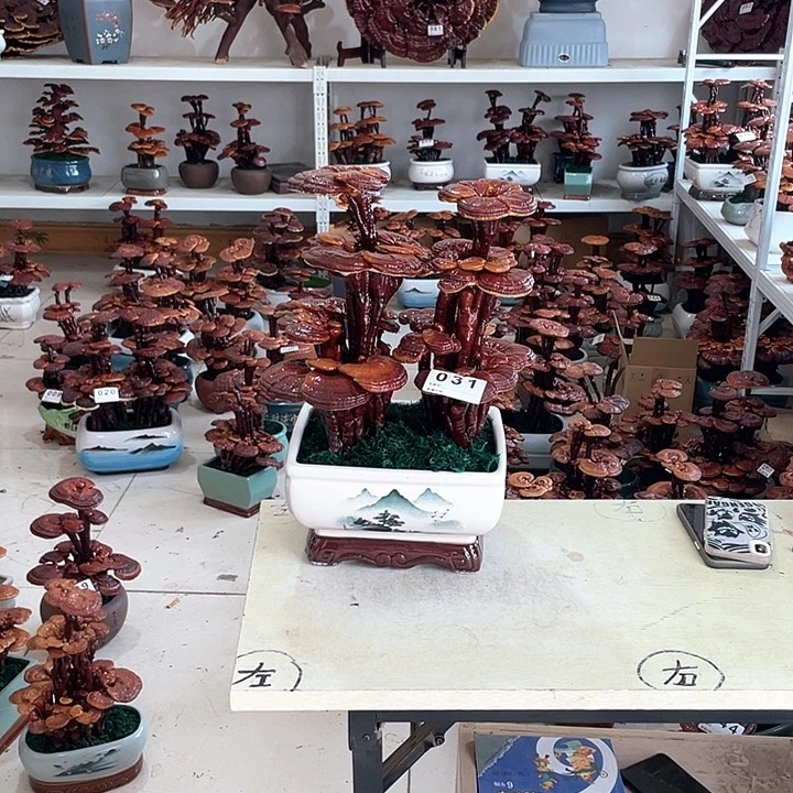 全部花朵03188888888888888