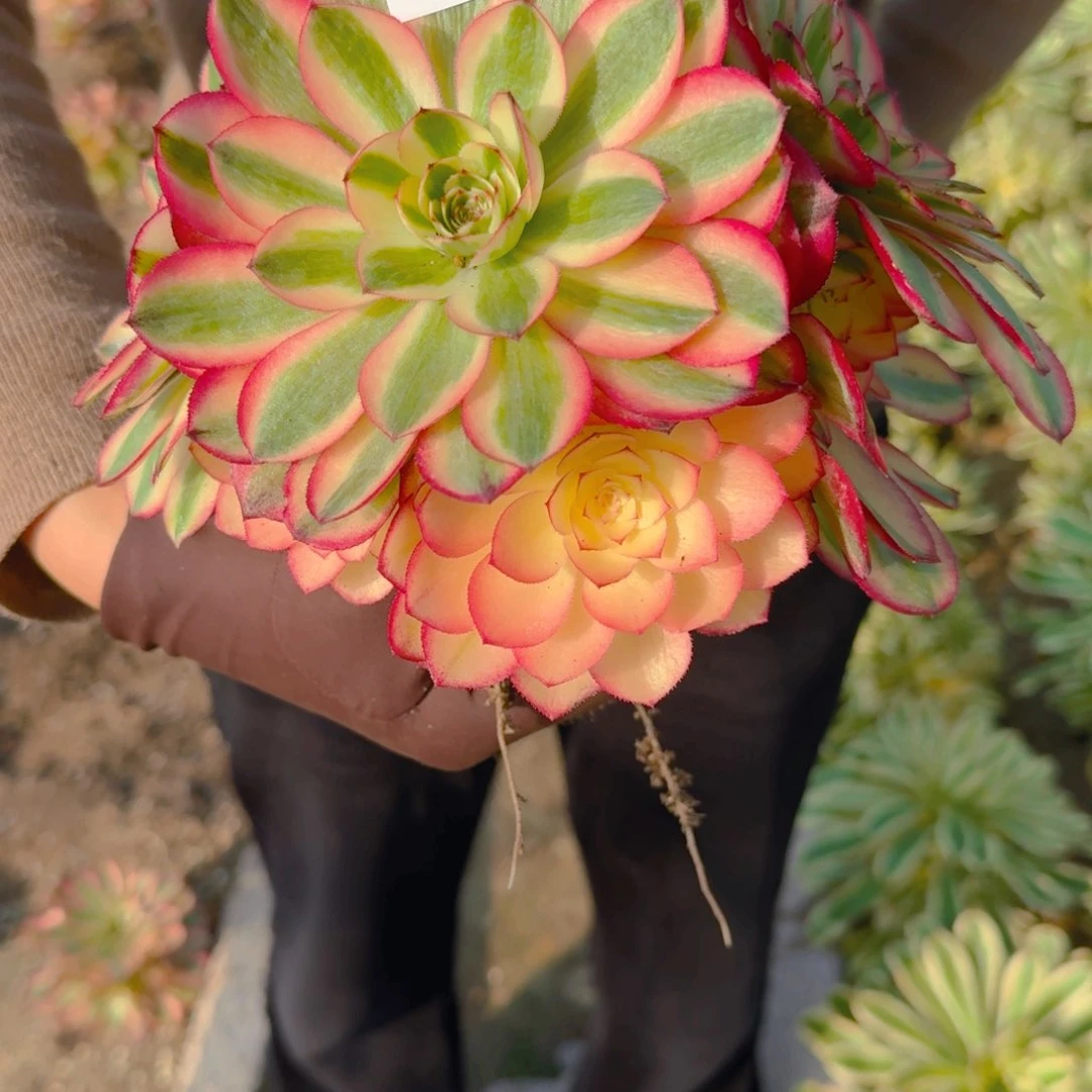 039荔枝。多肉植物