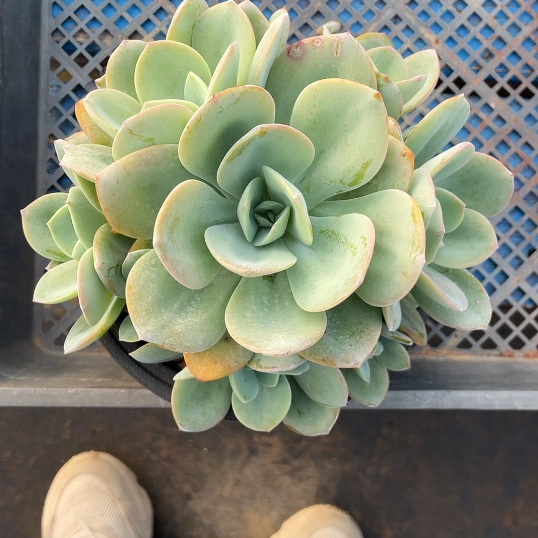 抹茶群生无砍无摘九头
