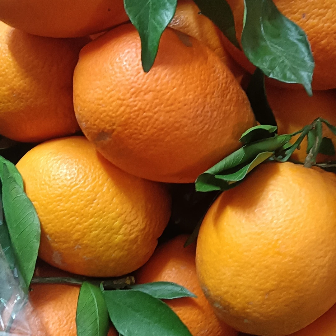 （阿兰专属）新鲜现摘橙子高山水果