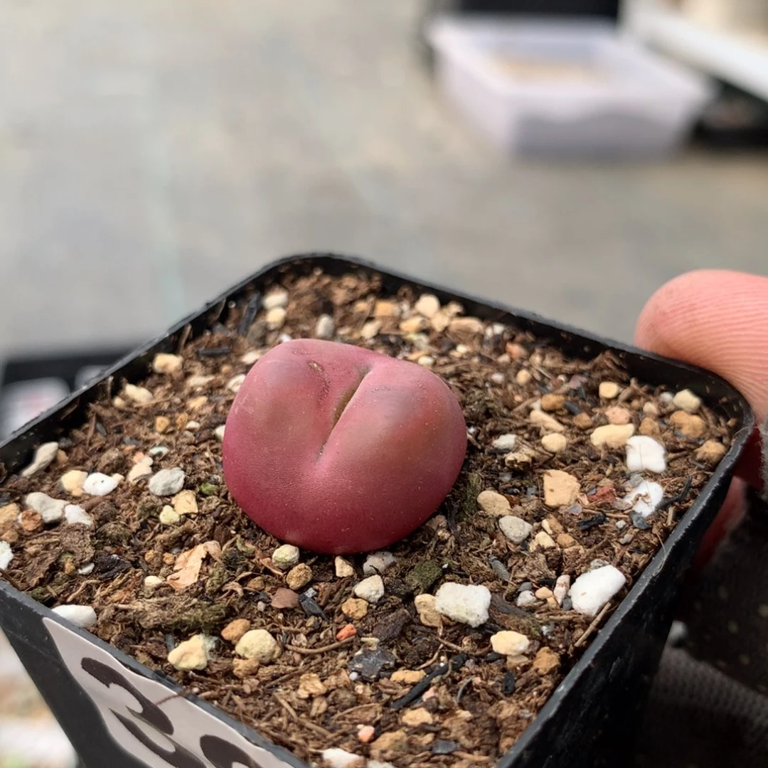 395吕毛有伤一颗